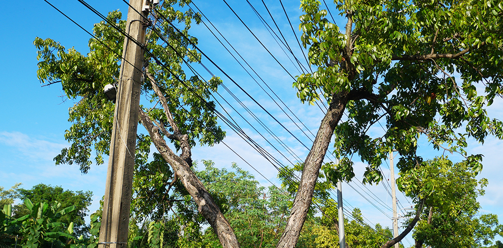 Who Is Responsible For Trimming Trees Near Power Lines - Sturdy Power Lines